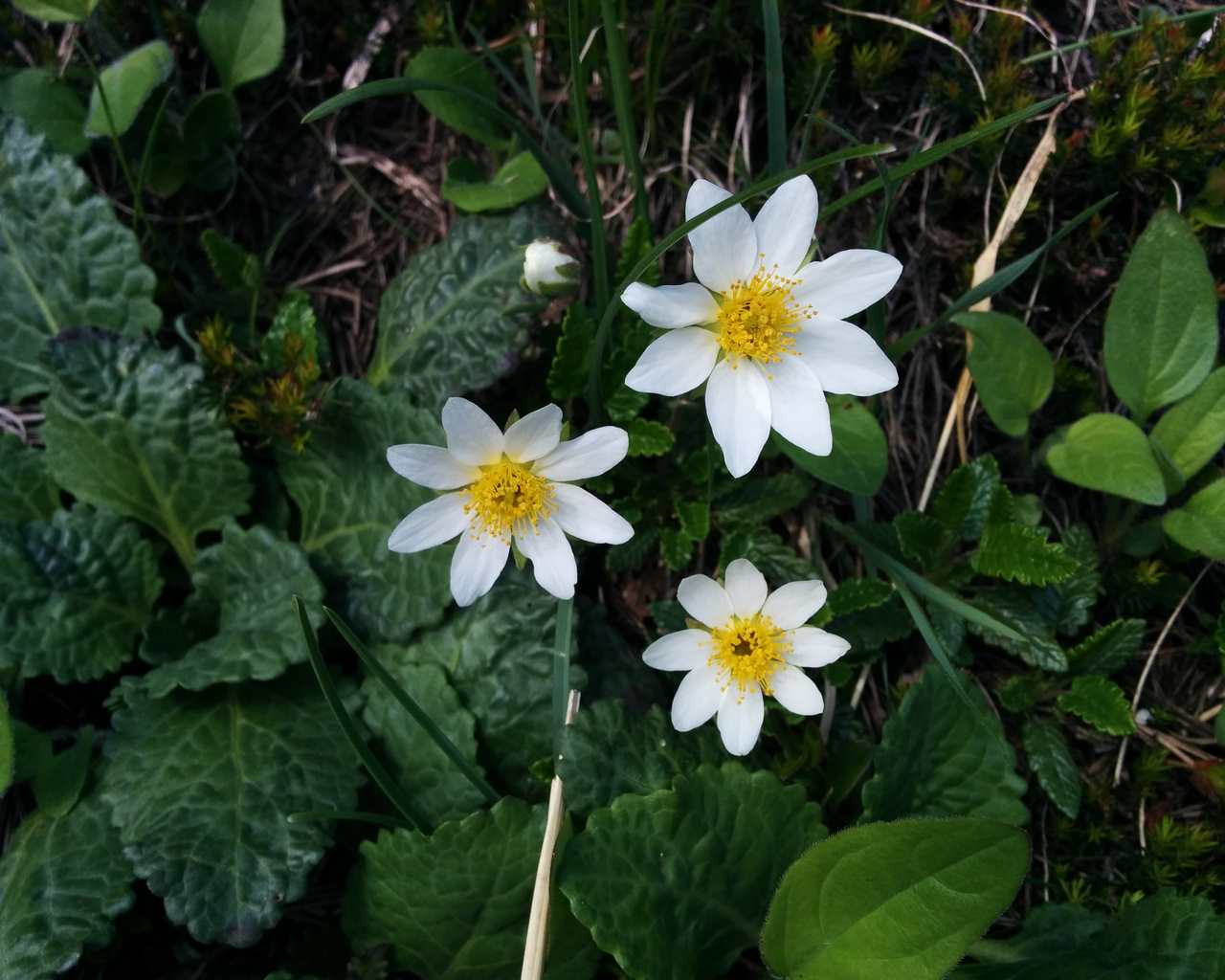 Dryas octopetala